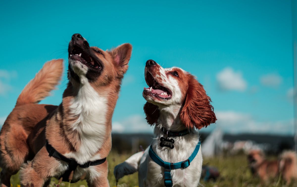 The Benefits of Regular Dog Walking for Your Pet’s Health