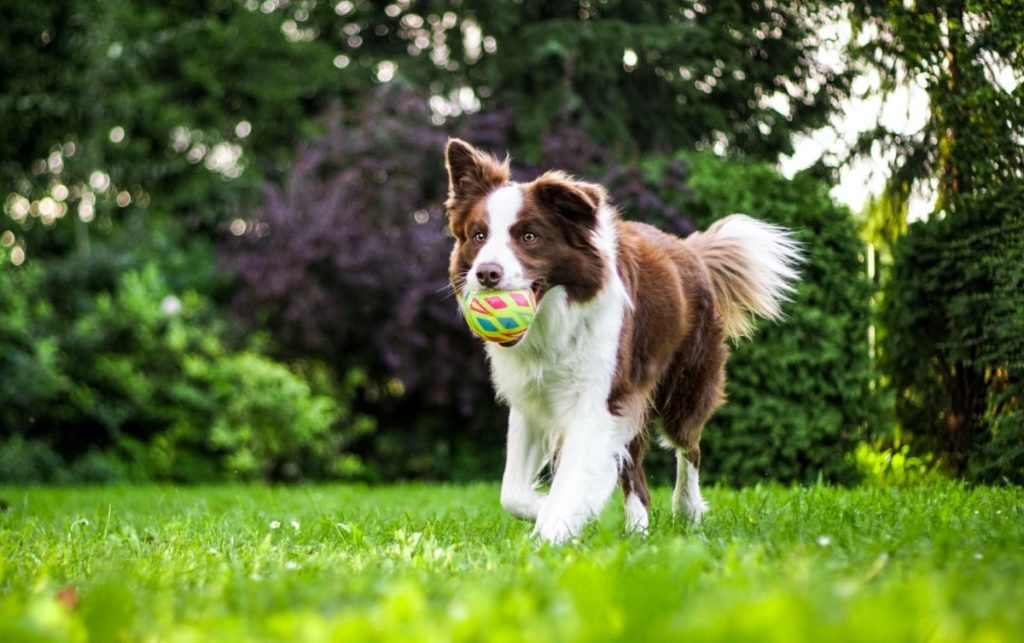 Just Like Home Pet Sitting: Ensuring Responsible and Caring Care for Your Dogs