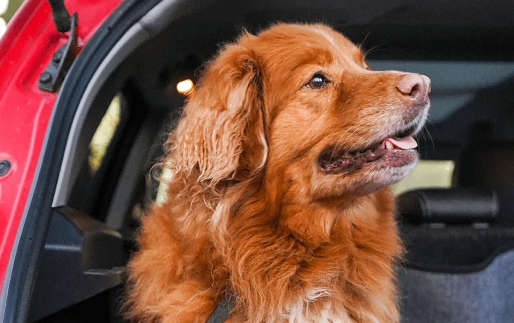 Dog Taxi Service: Transport to and from the Vet